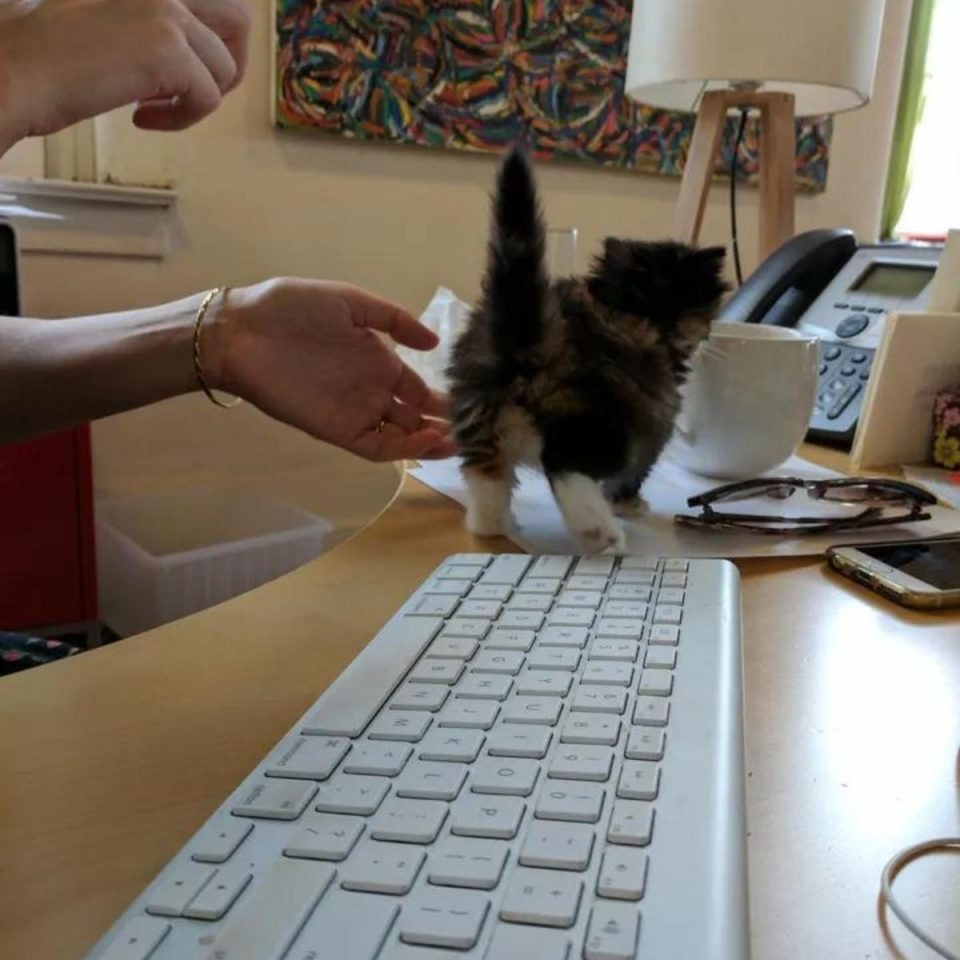 Katze laeuft auf Buerotisch