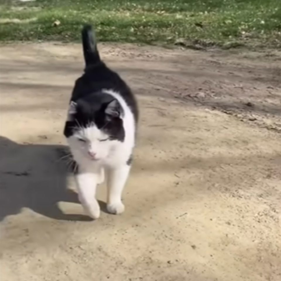 Katze laeuft auf der Straße