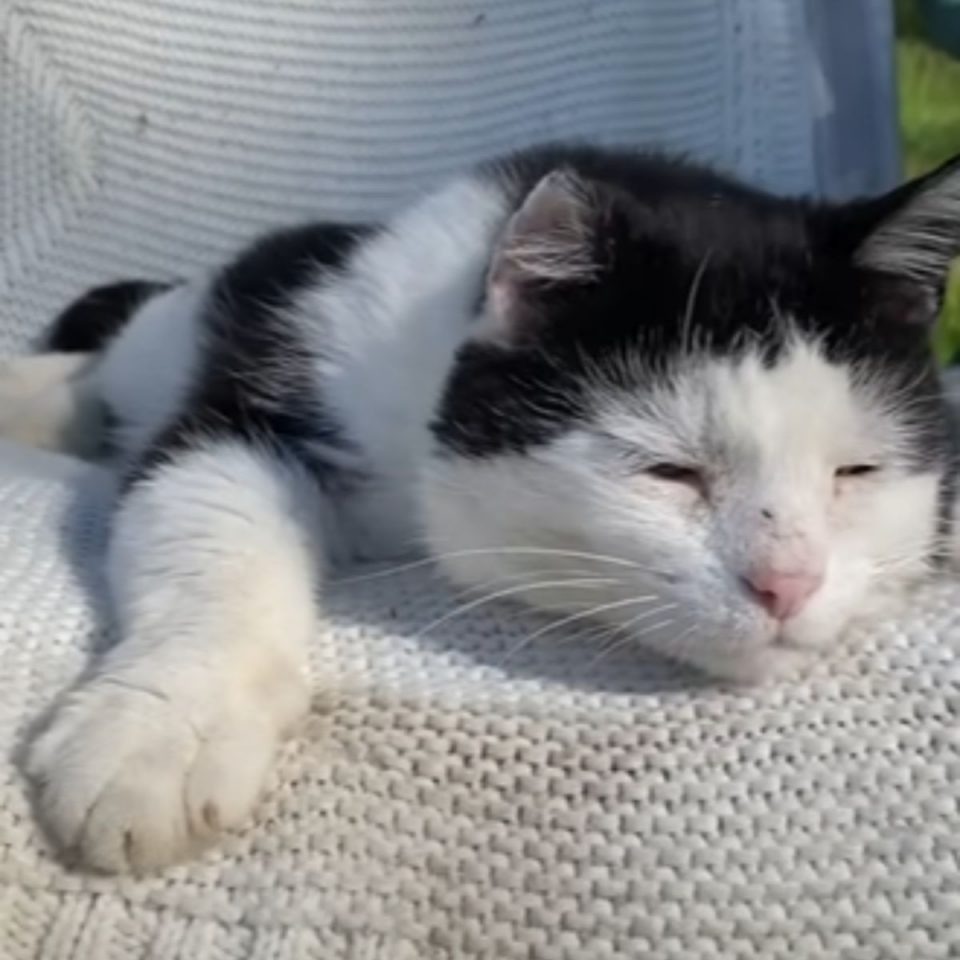 Katze liegt auf einem Gartenstuhl