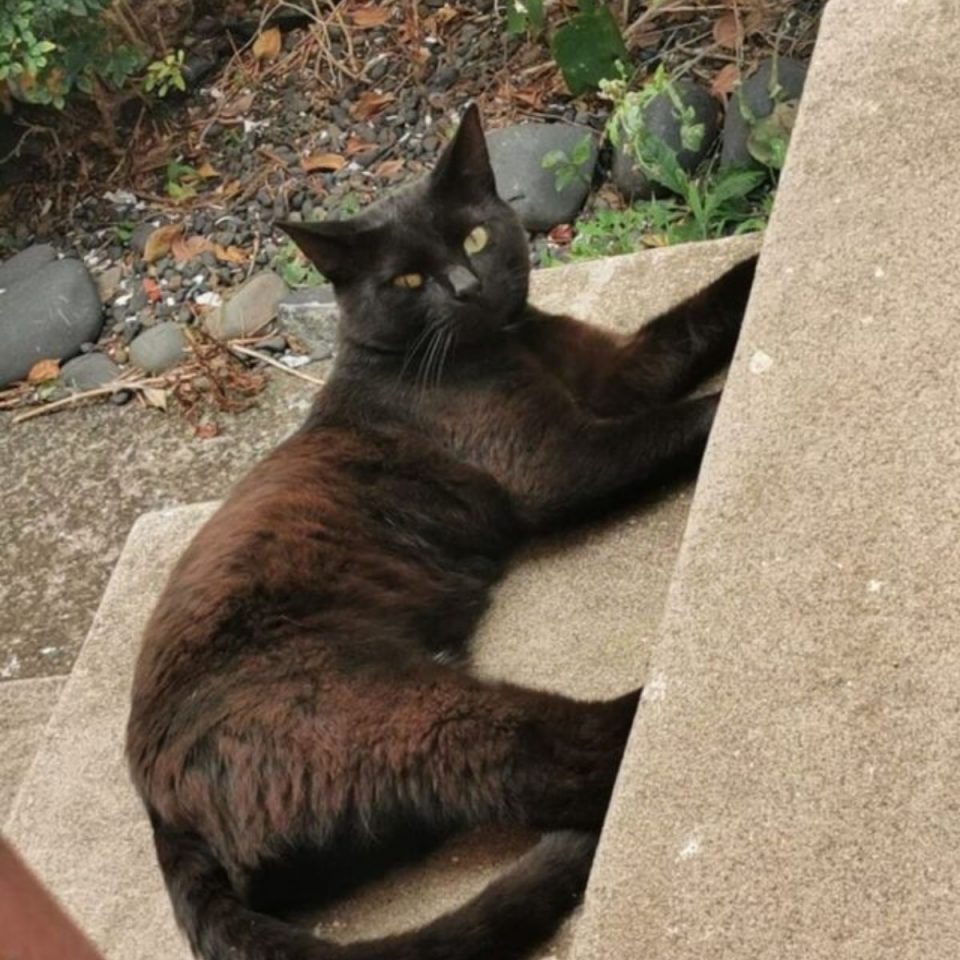 Katze liegt auf einer Treppe