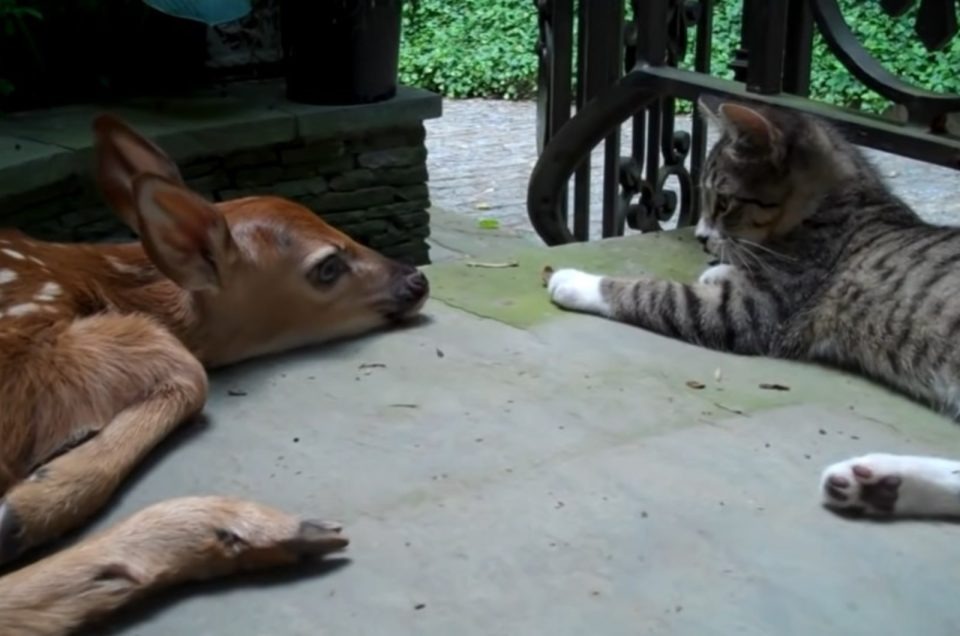 Katze liegt auf einer Veranda mit einem Rehlein