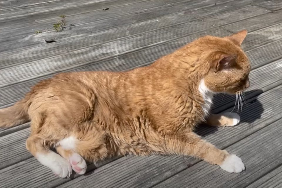 Katze liegt in der Sonne