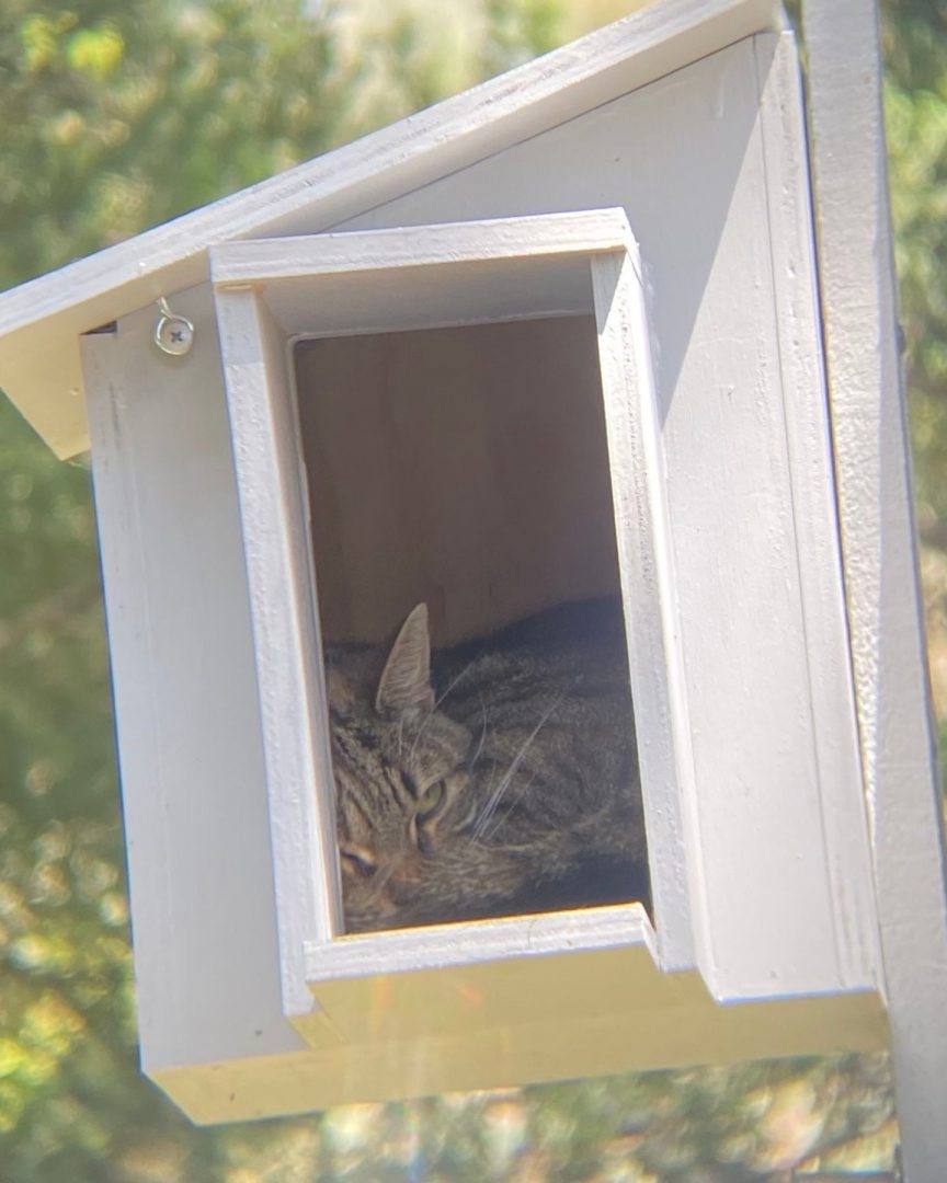 Katze liegt in einem Nistkasten