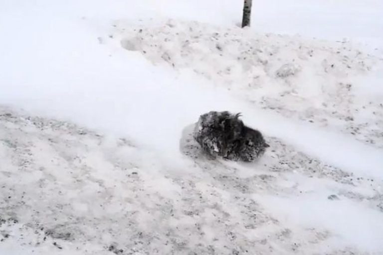 Katze liegt regungslos im Schnee