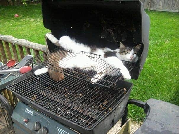 Katze macht ein Nickerchen auf einem Grill