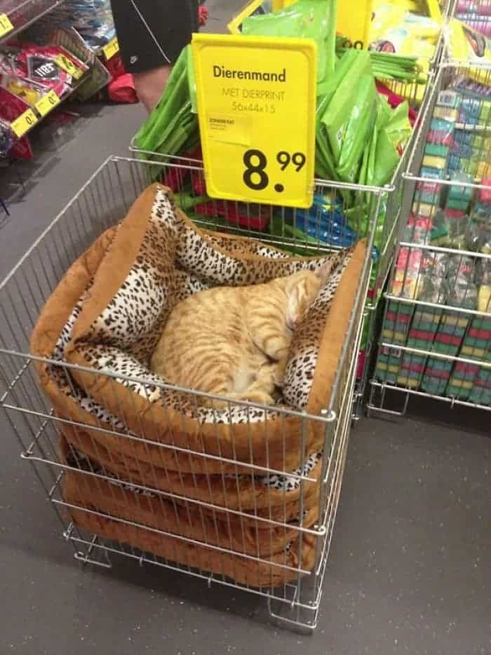 Katze macht ein Nickerchen im Supermarkt auf einem Katzenbett