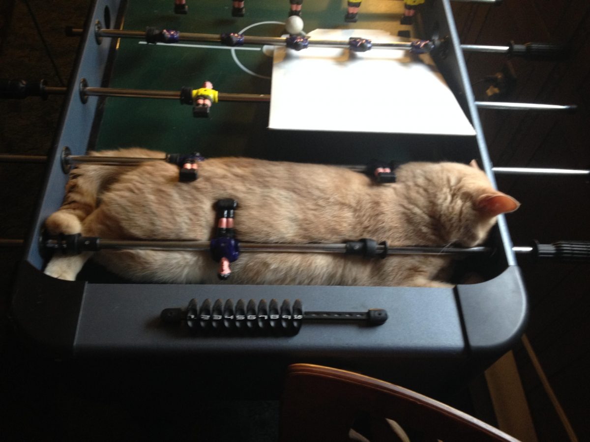 Katze macht ein Nickerchen im Tischfussball