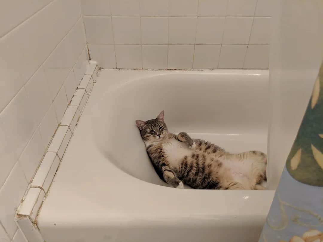 Katze macht ein Nickerchen in einer Badewanne