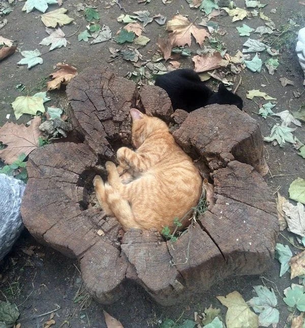 Katze macht ein Nickerchen mitten im Baumstamm