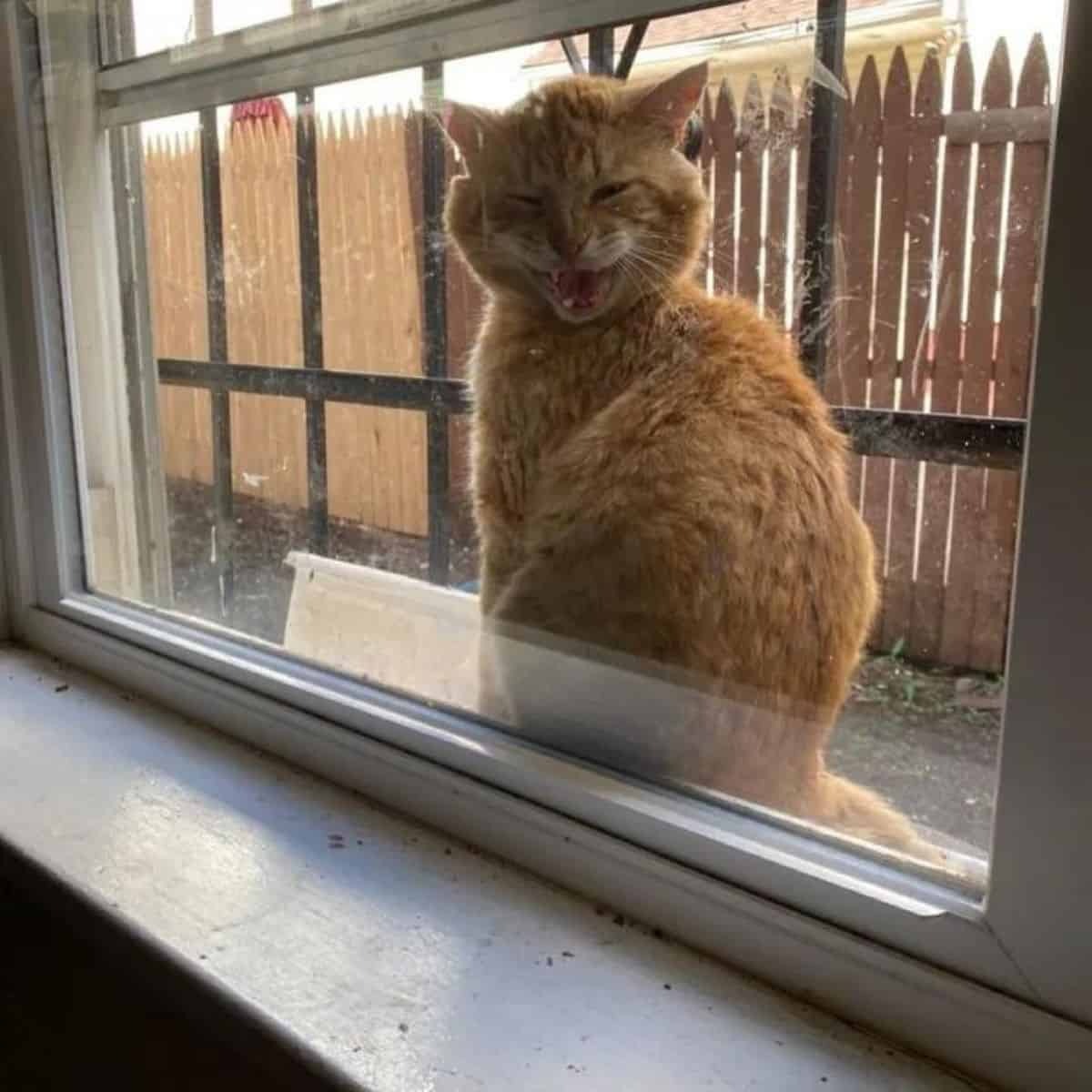 Katze miaut am Fenster