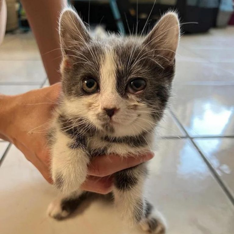 Katze mit Dalmatiner-aehnlichen Flecken