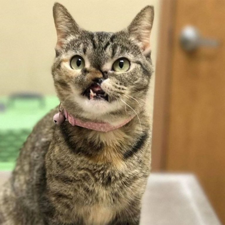 Katze mit Geschichtsverletzung und einem rosa Halsband