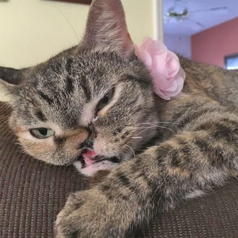 Katze mit Gesichtsverletzung und einer Blume um den Hals