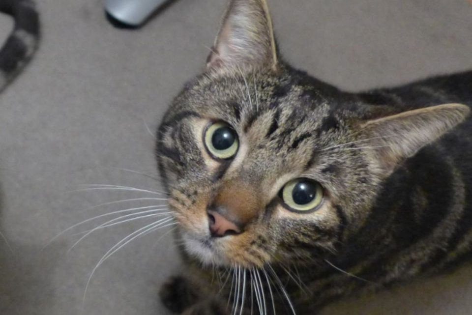 Katze mit großen gruenen Augen