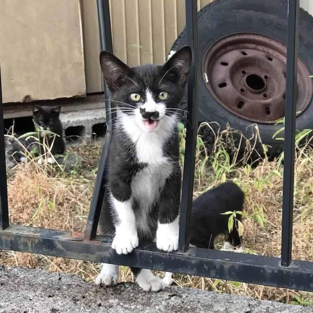 Katze mit ungewoehnlicher Nasenzeichnung steht am Zaun