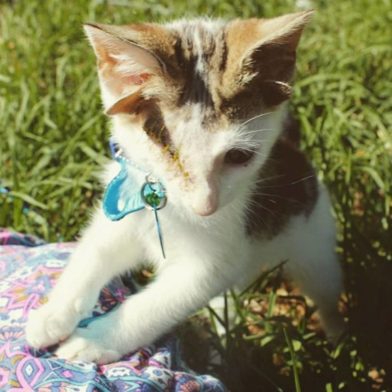 Katze mit vier Ohren im Gras