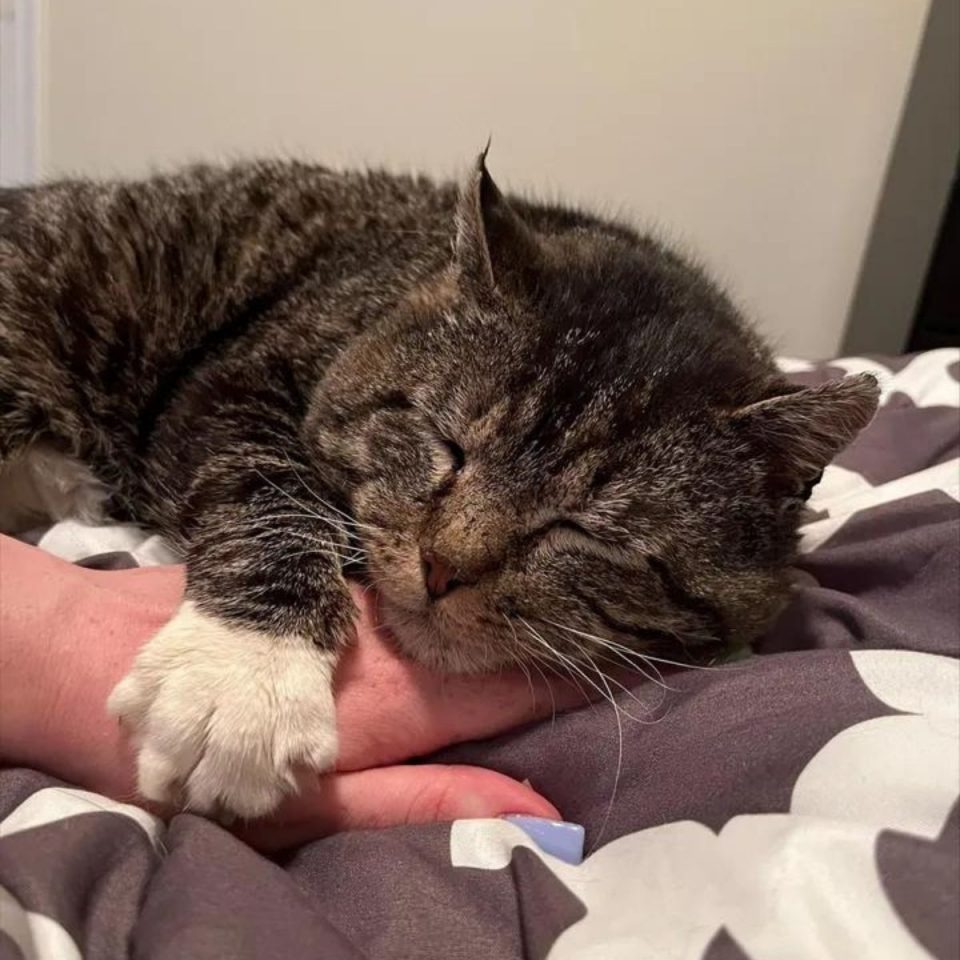 Katze schlaeft auf der Hand seiner Besitzerin