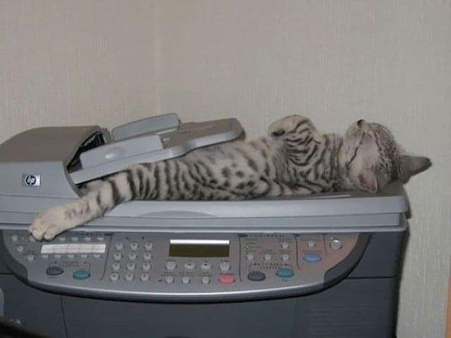 Katze schlaeft auf einem Printer