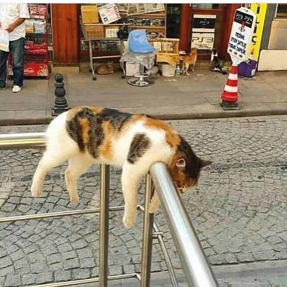 Katze schlaeft auf einem Zaun mitten auf der Strasse