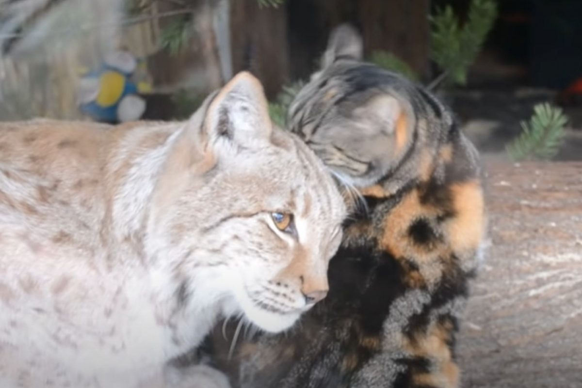 Katze schmust mit einem Luchs