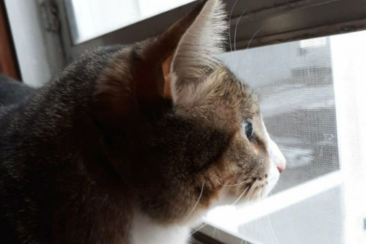 Katze sieht auf dem Fenster