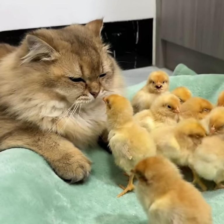 Katze sieht sich kleine goldene Kueken an