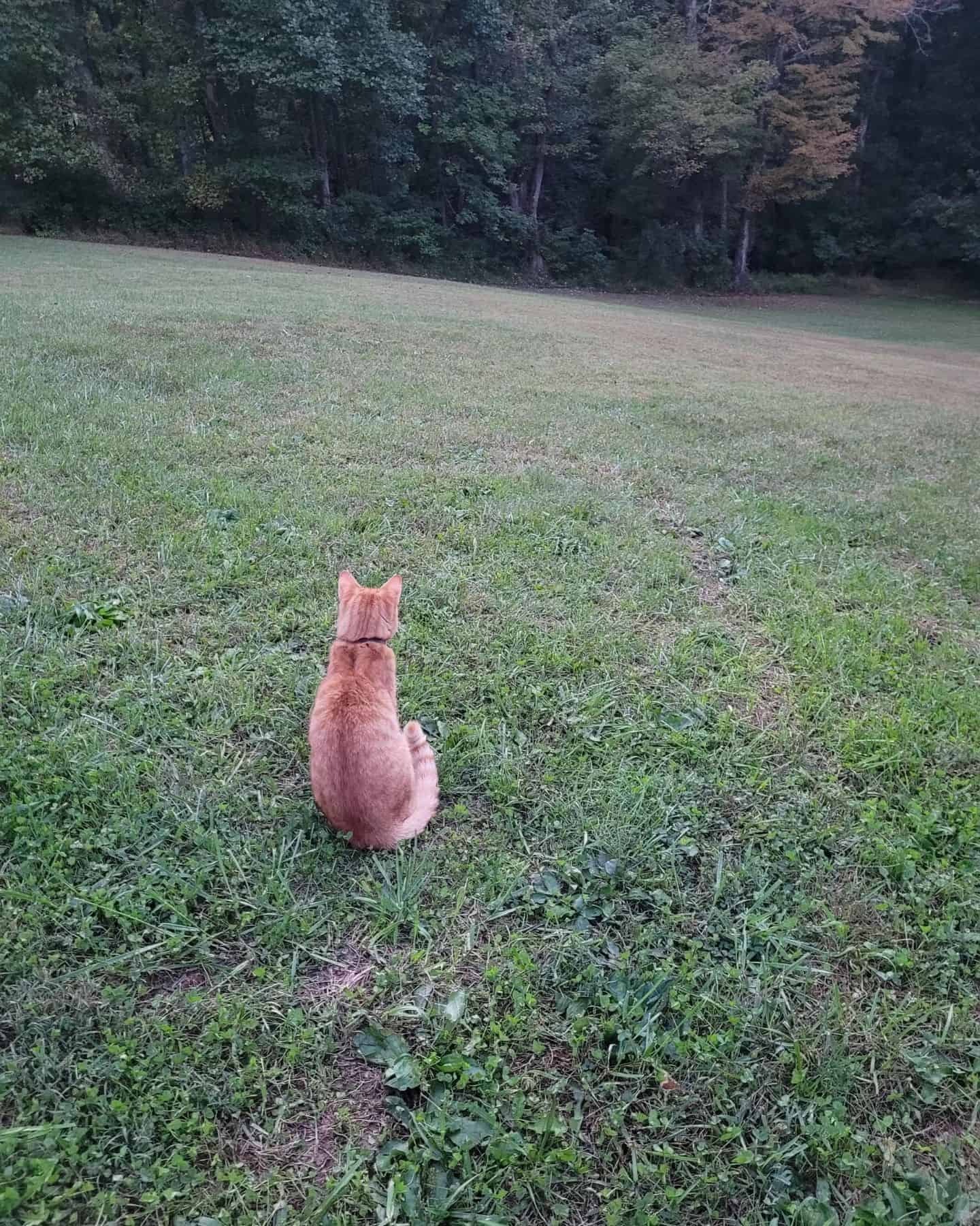 Katze sitzt allein auf einer Wiese