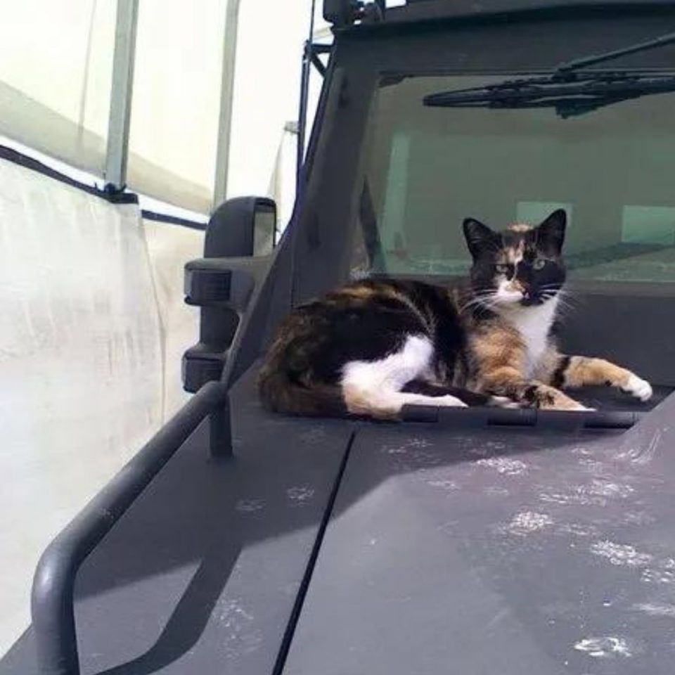 Katze sitzt auf Motorhaube