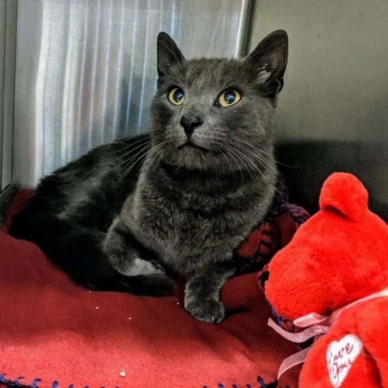 (Katze sitzt auf einer roten Decke