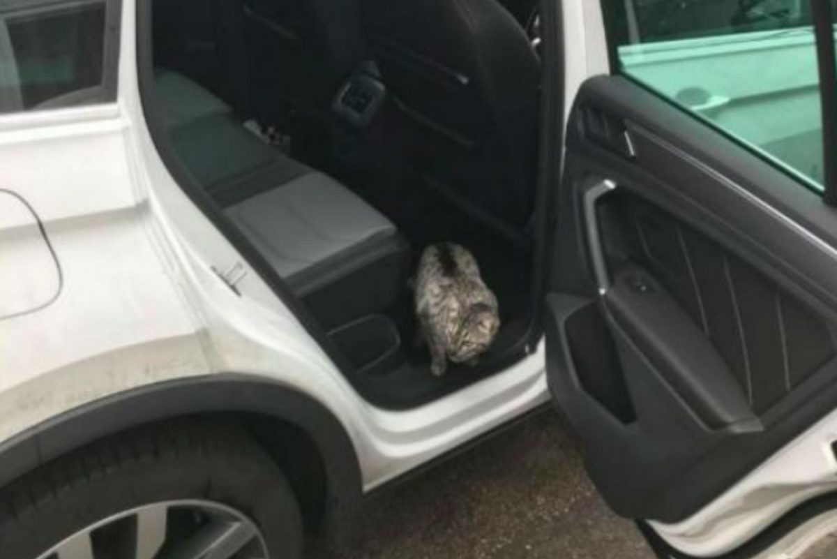 Katze sitzt im Auto