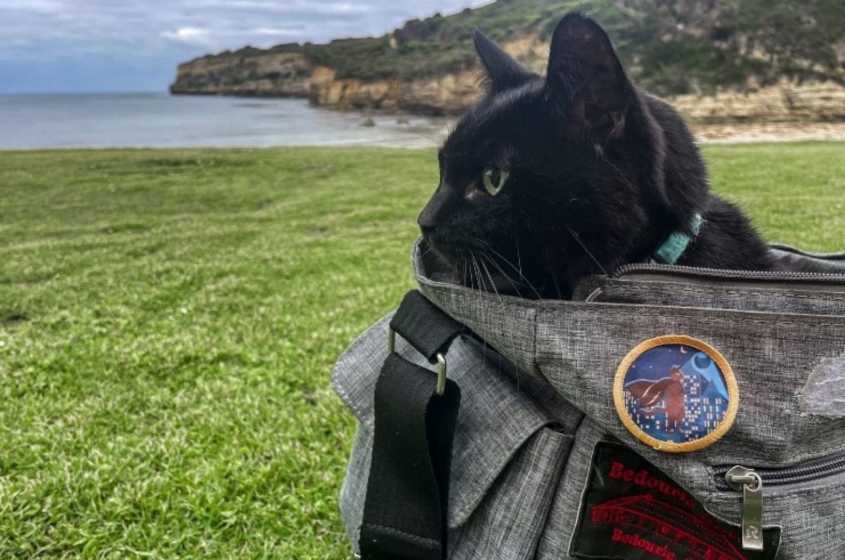 Katze sitzt im Rucksack