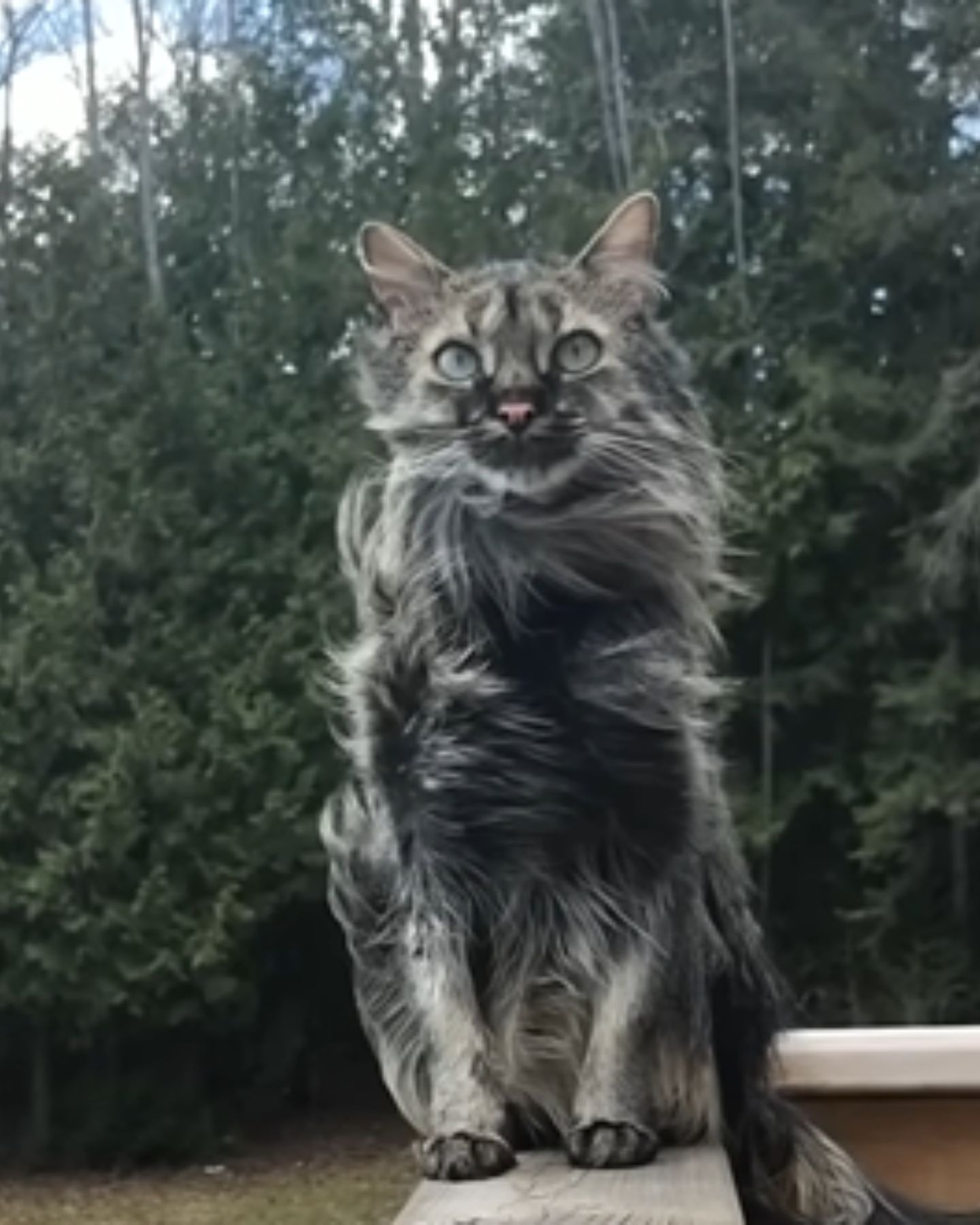 Katze sitzt im Wind