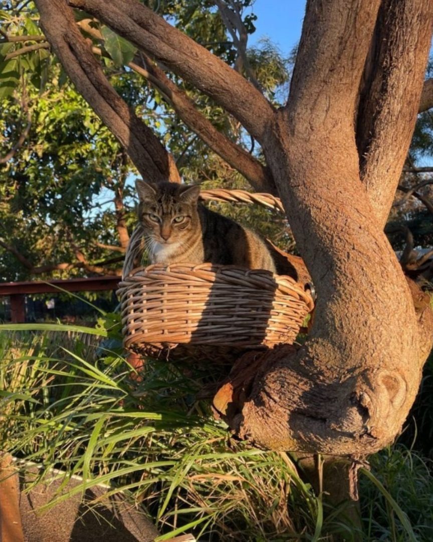 Katze sitzt in einem Korb neben einem Baum