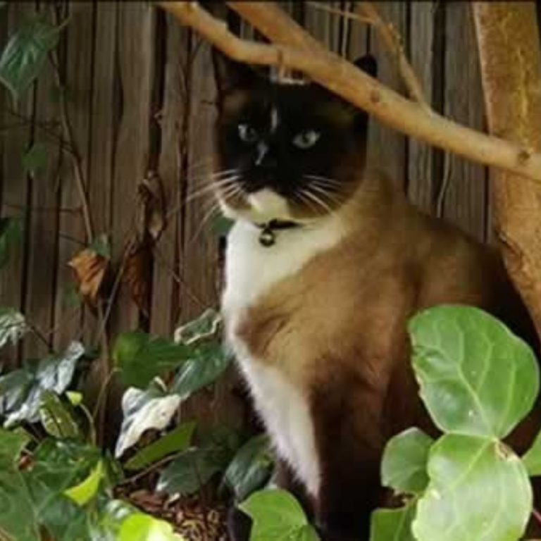 Katze sitzt neben einem Baum