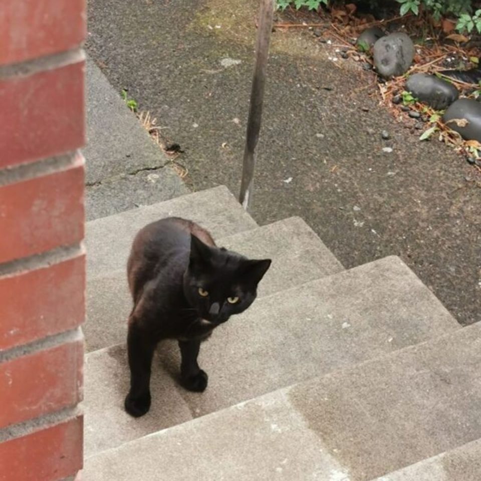 Katze steht auf einer Treppe