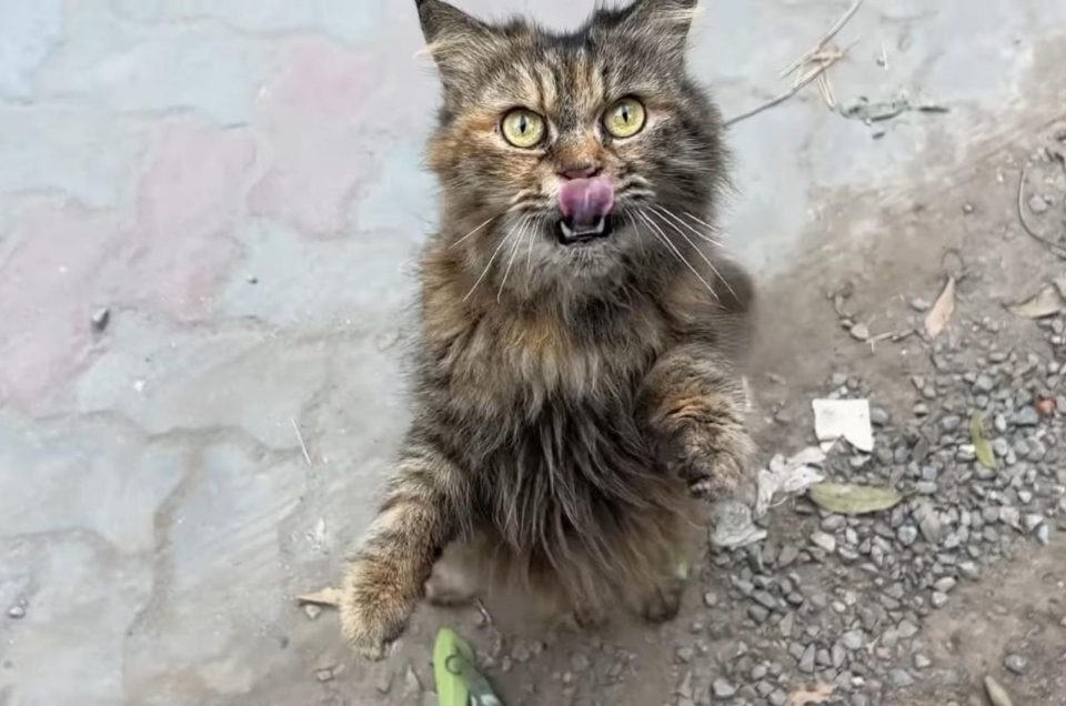 Katze steht auf ihren Hinterpfoten