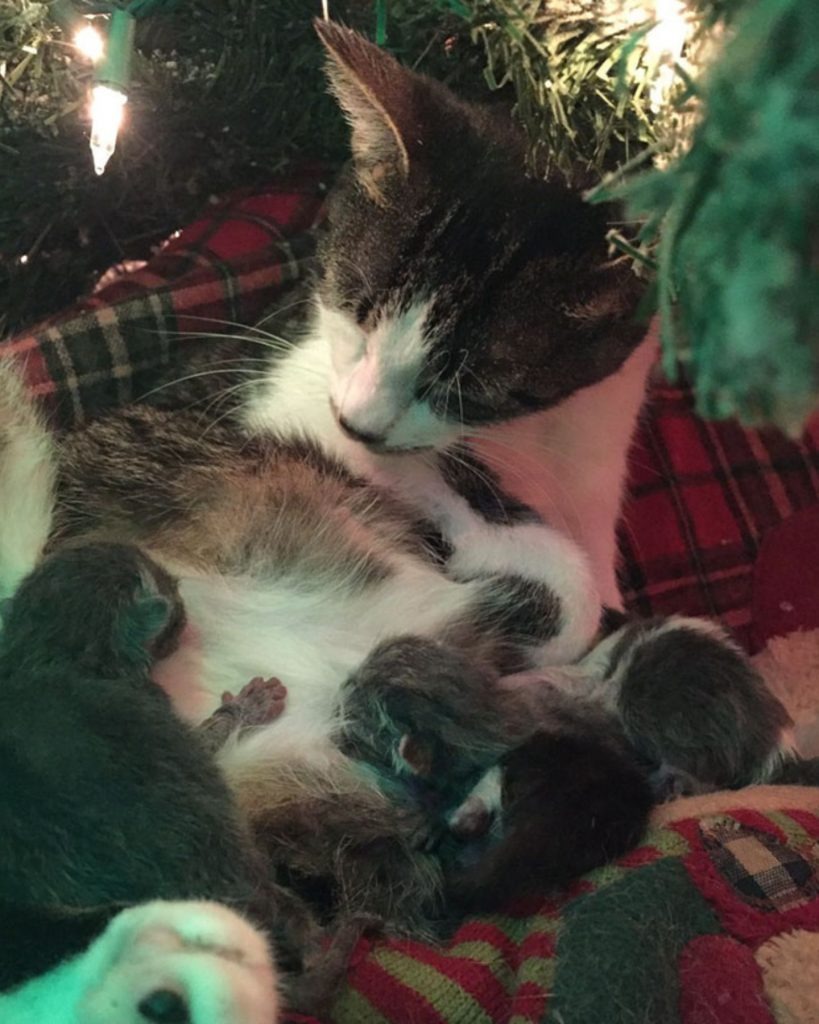 Katze stillt ihre Katzenbabys unter dem Weihnachtsbaum