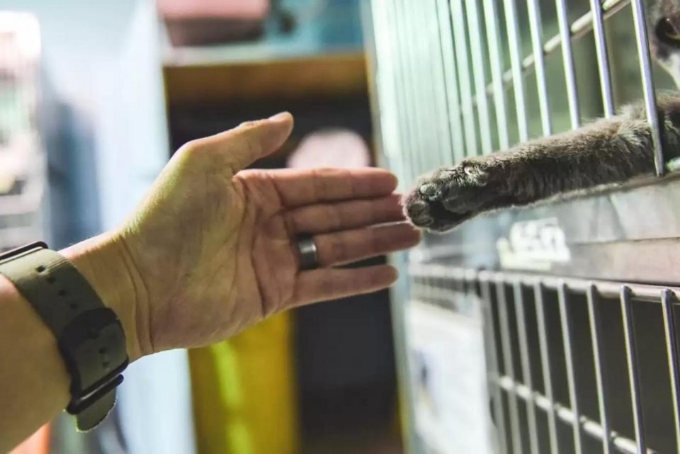 Katze streckt ihre Pfote heraus zu einem Mann