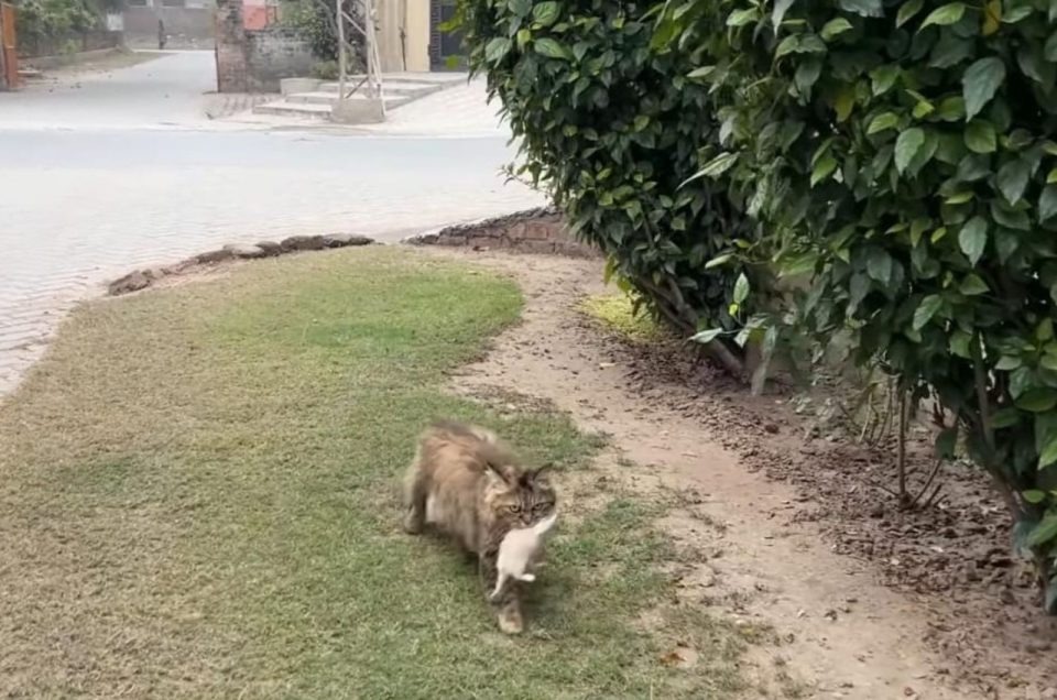 Katze traegt ihr Baby im Maul