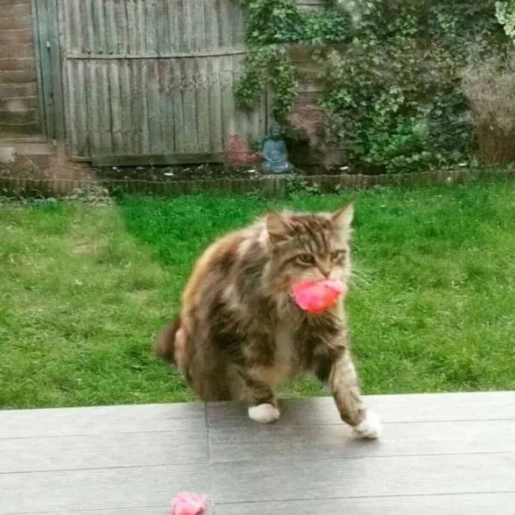 Katze traegt rosa Blumen in ihrem Maul