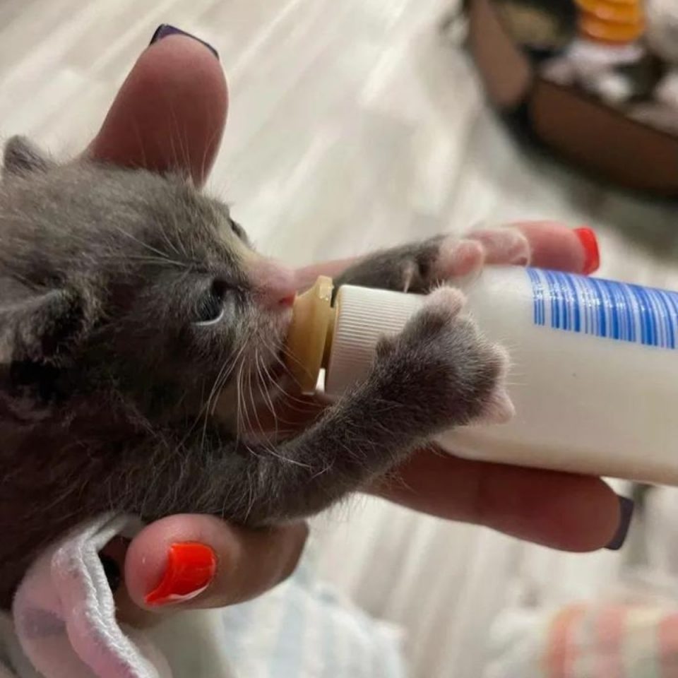 Katze trinkt aus einer Flasche Milch