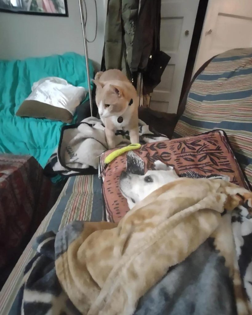 Katze und Hund auf einer Couch