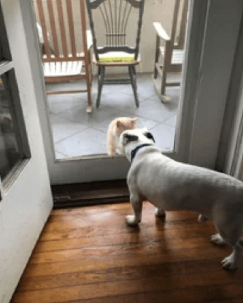 Katze und Hund beschnupern sich durch Tuer