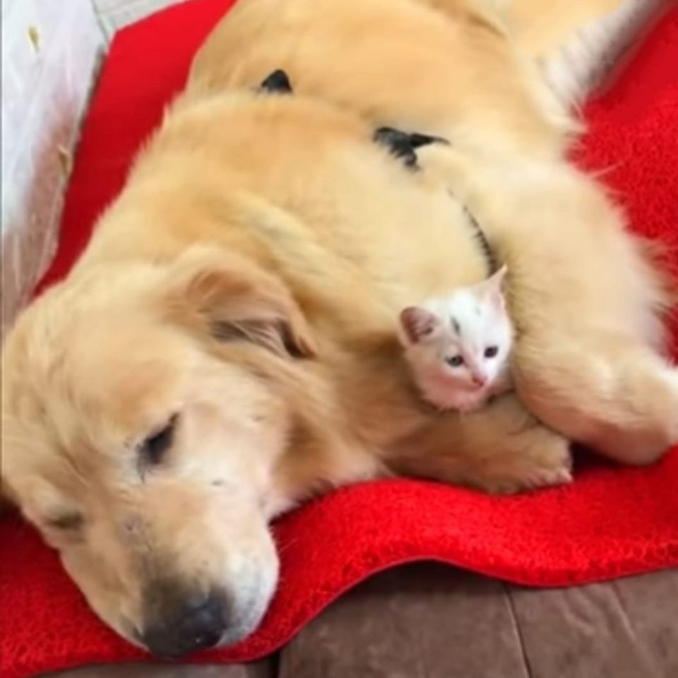 Katze und Hund schlafen nebeneinander