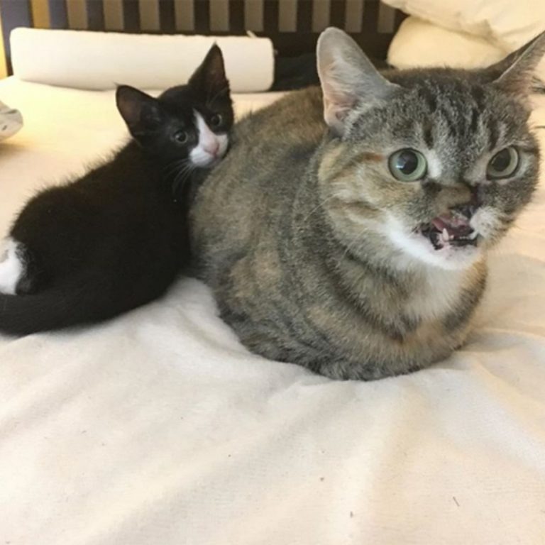 Katze und Katzenbaby liegen nebeneinander