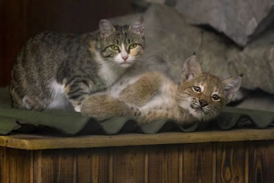 Katze und Luchs liegen nebeneinander