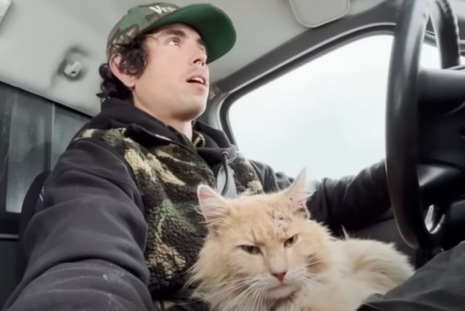 Katze und Mann im Auto