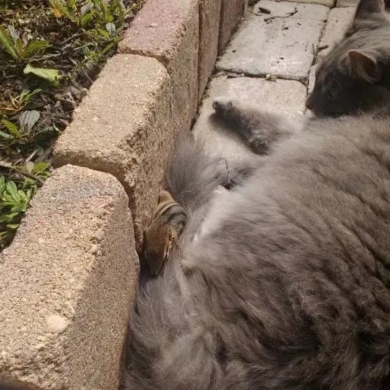 Katze und Streifenhoernchen kuscheln