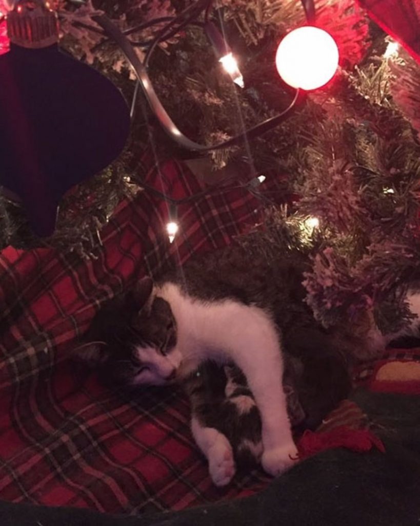 Katze und ihre Katzenbabys unter Weihnachtslichtern