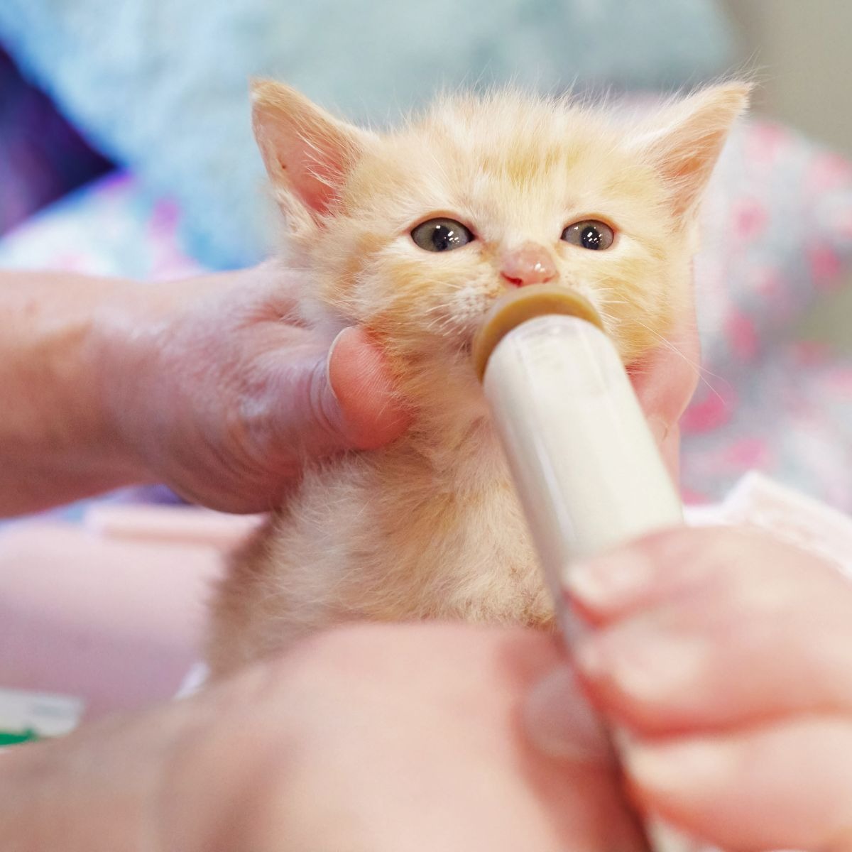 Katze wird gefuettert